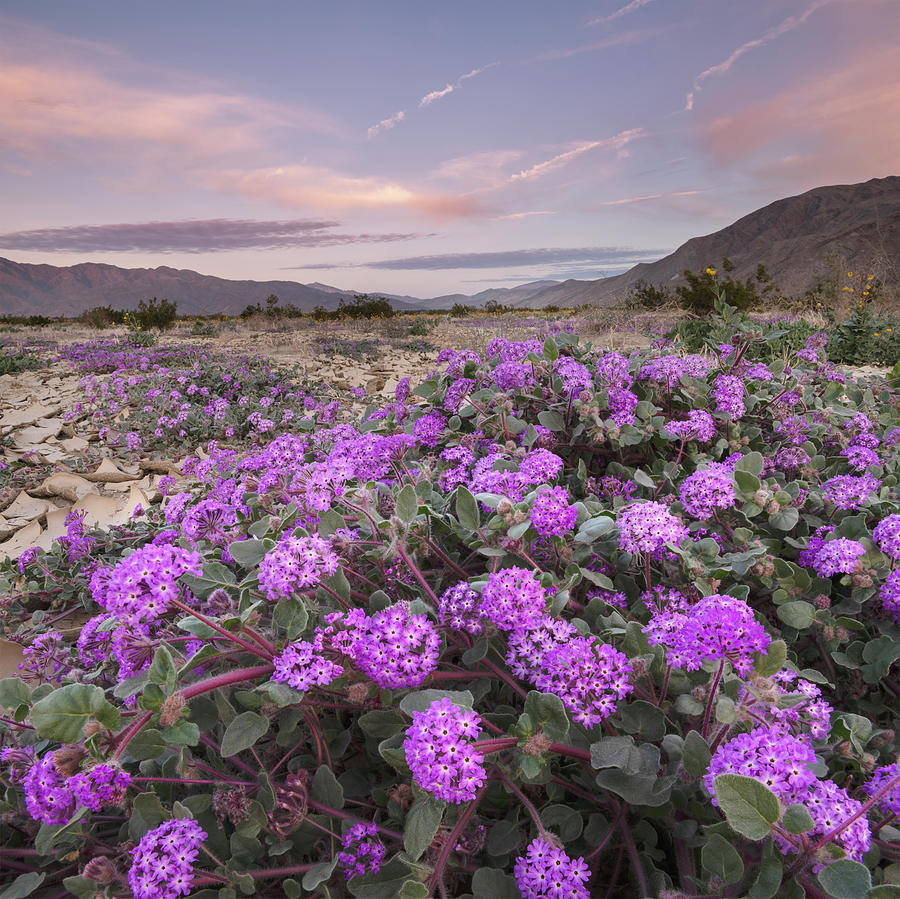 San Diego Photograph - Anza Borrego Desert Verbena and Dawn Glow by William Dunigan