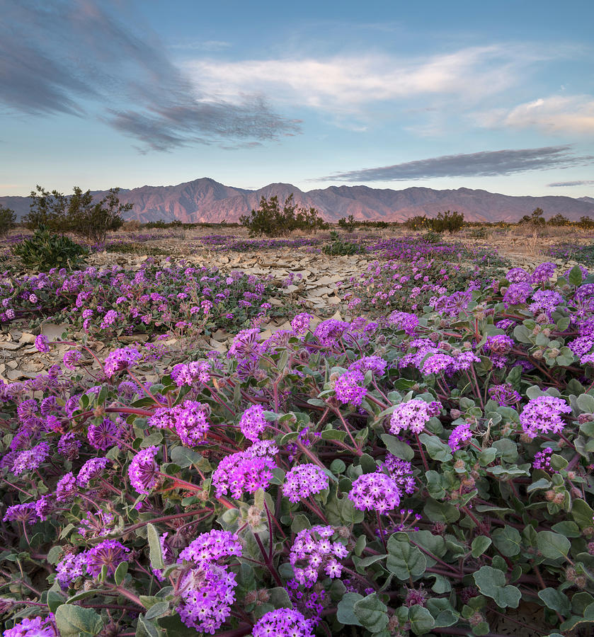 San Diego Photograph - Anza Borrego Desert Verbena and Red Mountains by William Dunigan