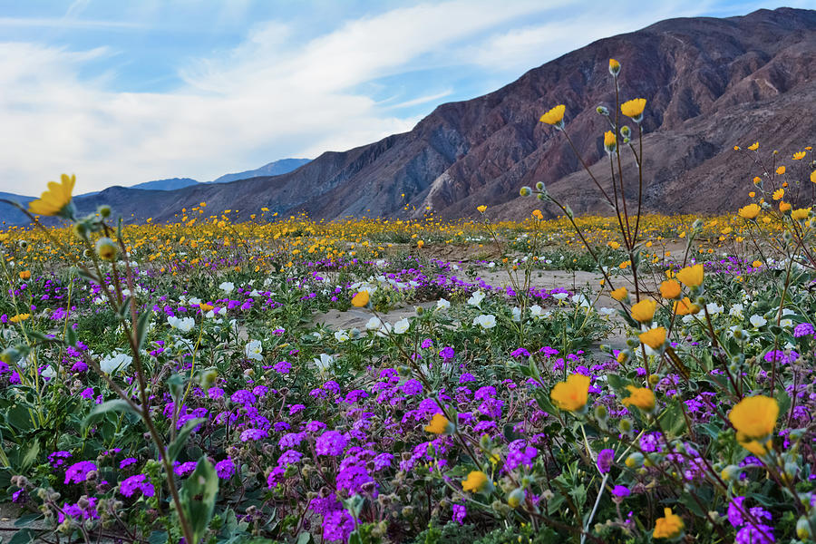 Anza Borrego Desert Wildflowers Photograph by Kyle Hanson