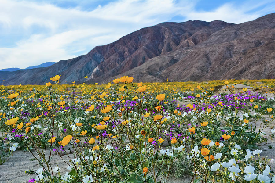Anza Borrego Desert Wildflowers Landscape Photograph by Kyle Hanson