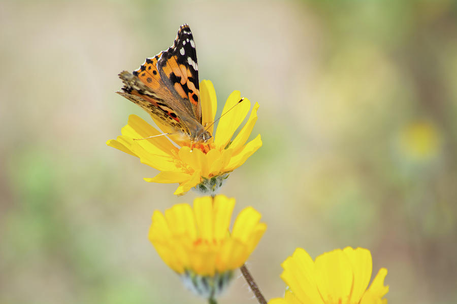 Anza Borrego Painted Lady Butterfly Photograph by Kyle Hanson
