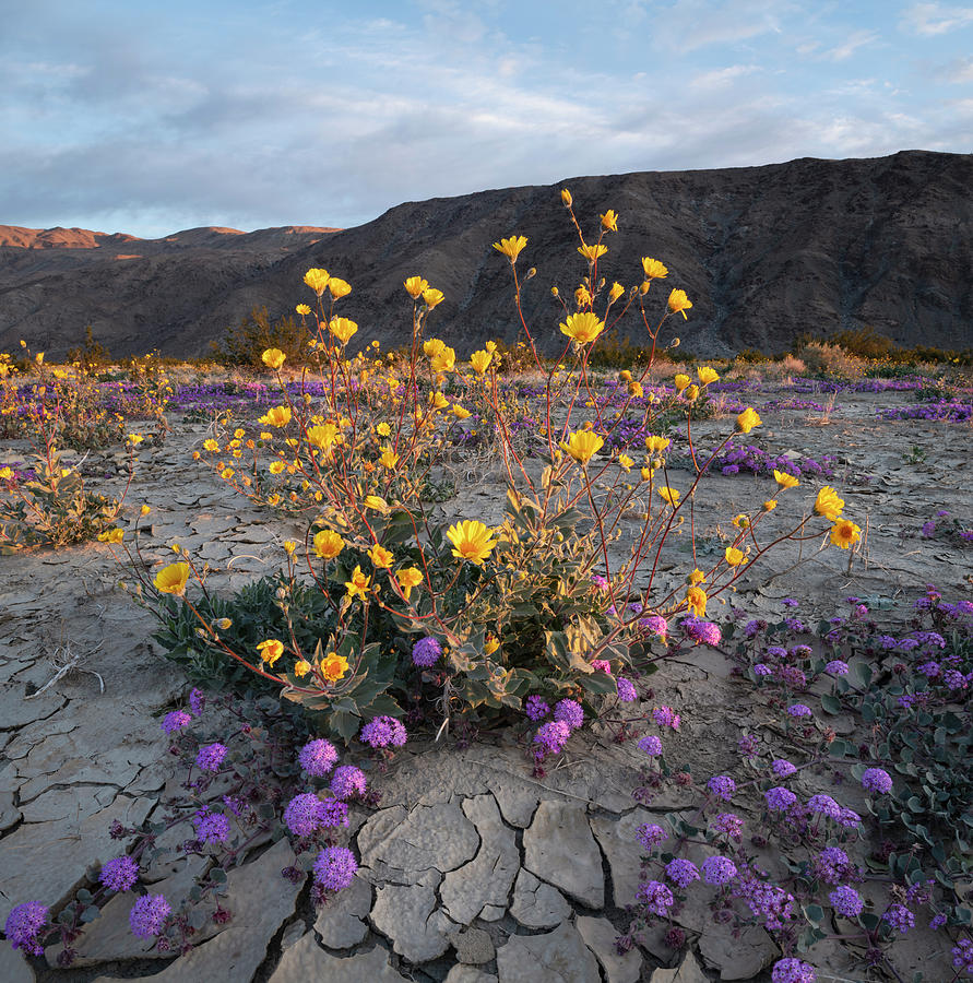 Anza Borrego Yellow Flowers in Morning Light Photograph by William Dunigan