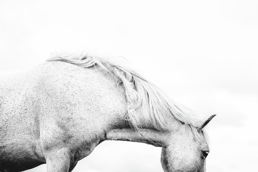 Aoife - Horse Art Photograph by Lisa Saint