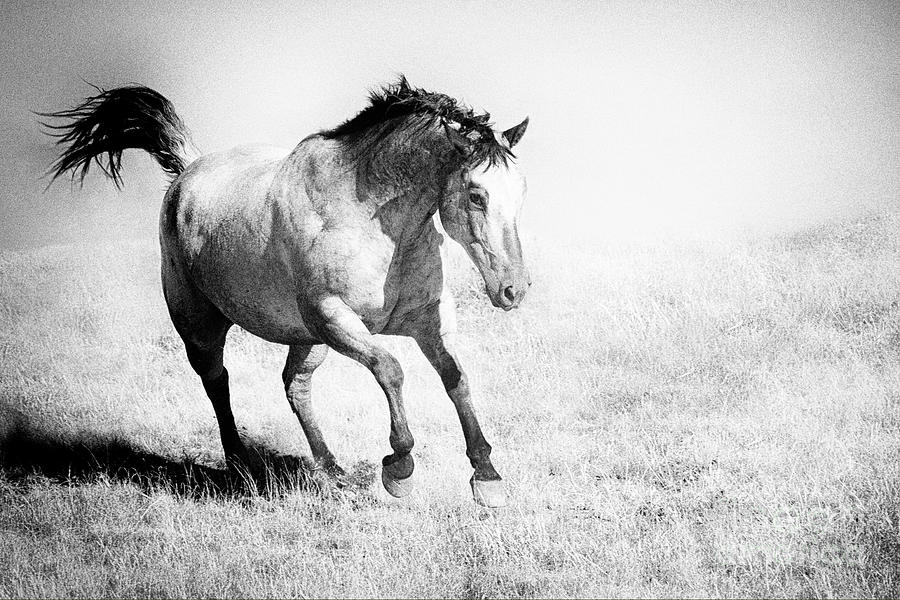 Apache Horse Photograph by Jody Miller