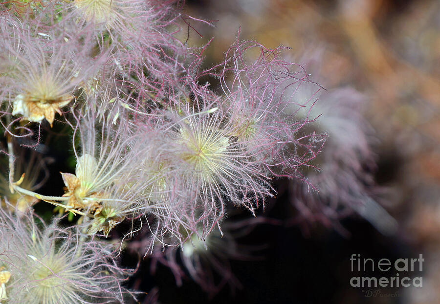 Apache Plume Beauty Photograph by Debby Pueschel