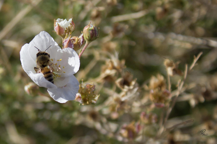 Apache Plume With Africanized Honey Bees Photograph by Robert Harris