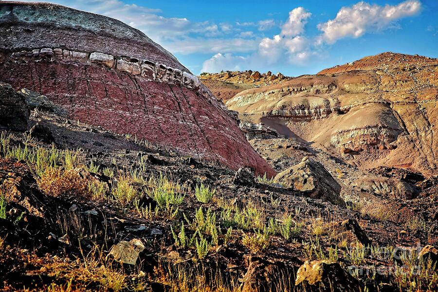 Apatosaurus Country Photograph by Jon Burch Photography Apatosaurus Country Photograph by Jon Burch Photography
