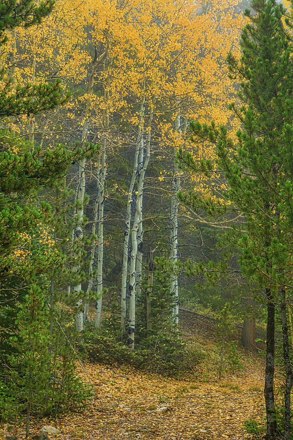 Apen Tree Leaves Fallen Photograph