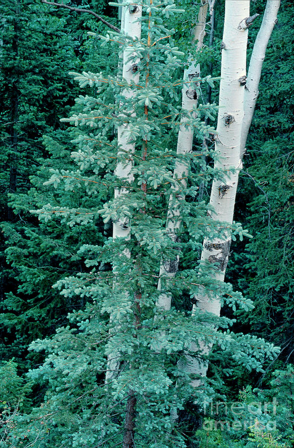 Apens And Fir Trees In Arizona Photograph by Dave Welling