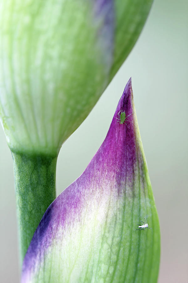 Aphids on Iris Photograph by Jennifer Robin