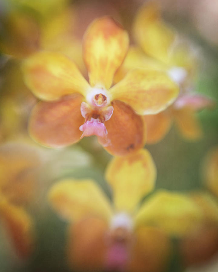 Aphrodites Phalaenopsis Photograph by Teresa Wilson