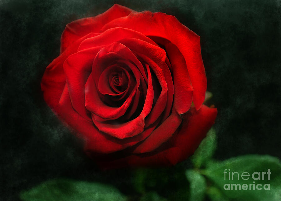 Aphrodites red rose Digital Art by Chris Bee