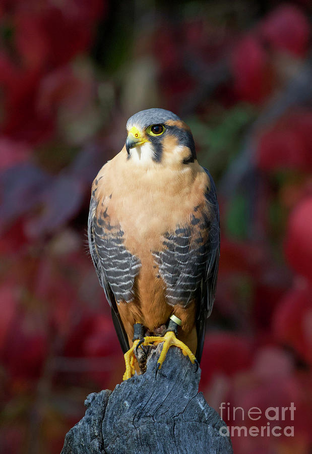 Aplomado Falcon #15 Photograph by Shirley Dutchkowski
