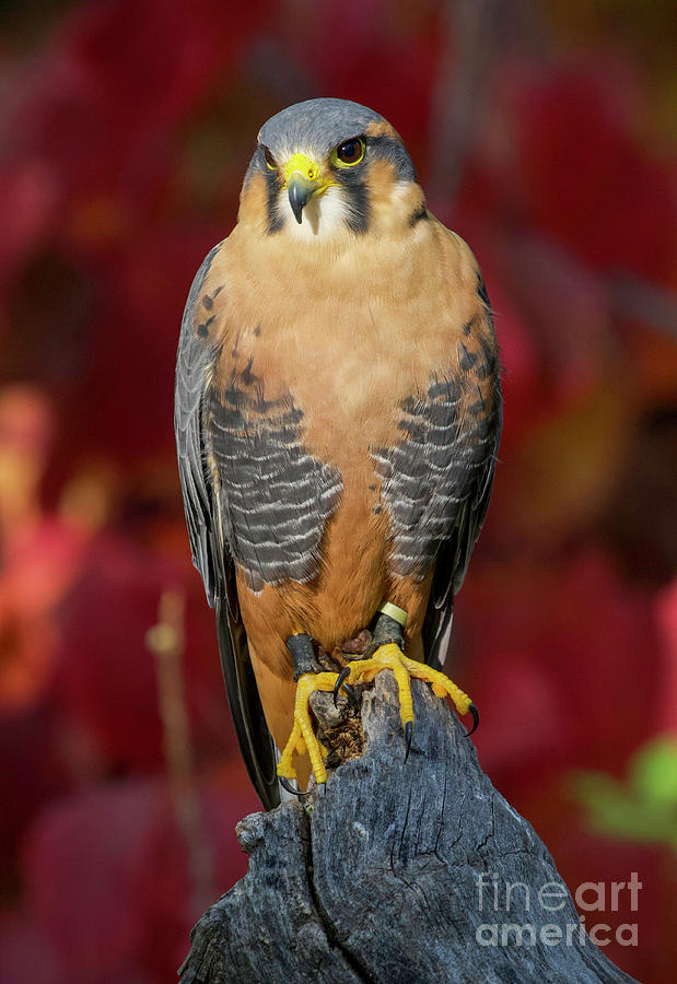 Aplomado Falcon #16 Photograph by Shirley Dutchkowski