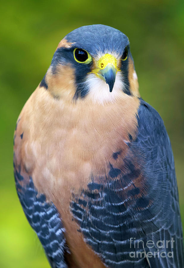 Aplomado Falcon #20 Photograph by Shirley Dutchkowski