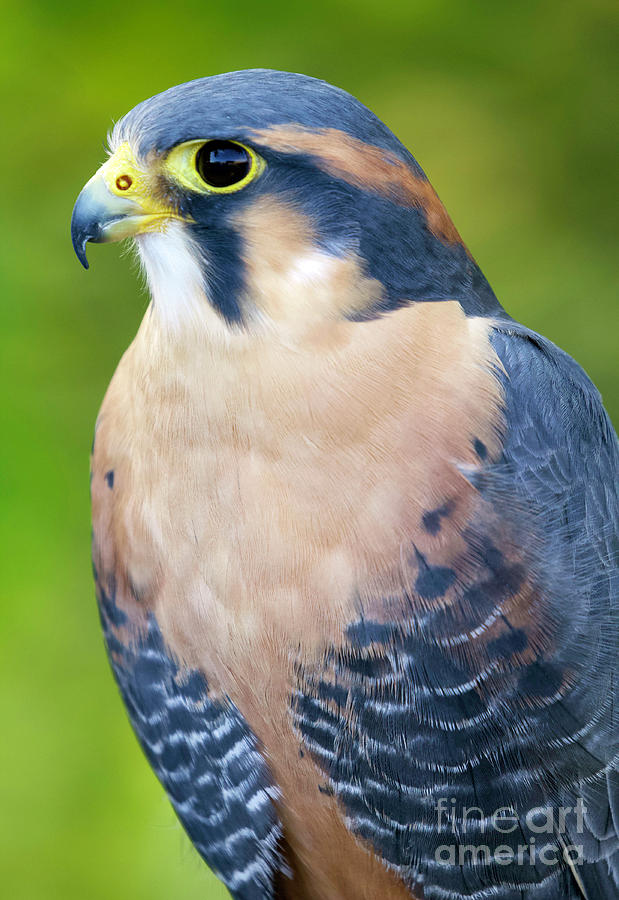 Aplomado Falcon #21 Photograph by Shirley Dutchkowski