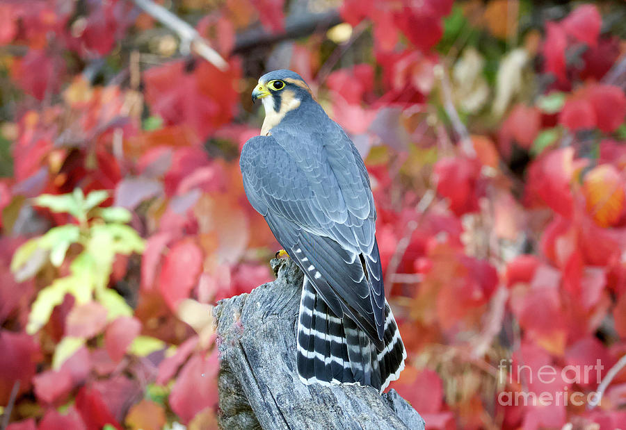 Aplomado Falcon #8 Photograph by Shirley Dutchkowski