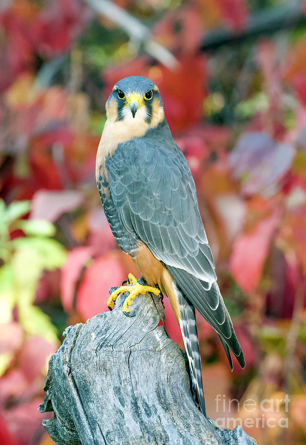 Aplomado Falcon #9 Photograph by Shirley Dutchkowski