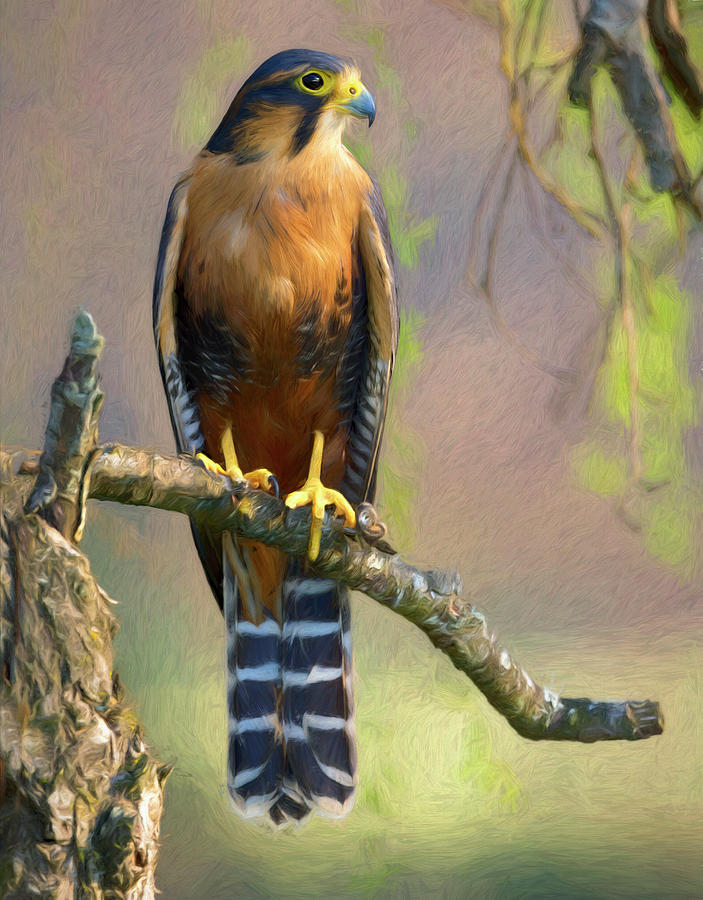 Aplomado Falcon   Photograph by Art Cole