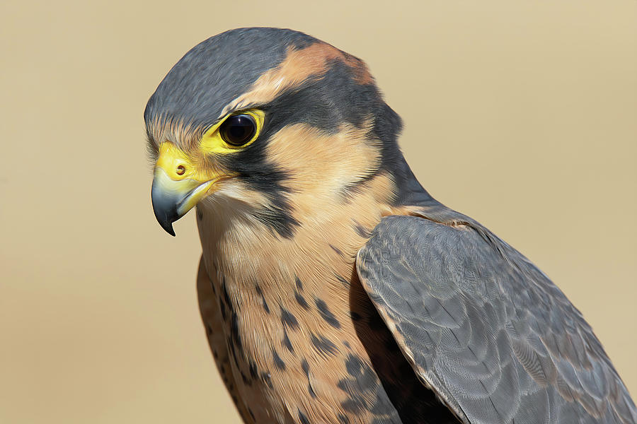Aplomado Falcon - Shirley Photograph by Steve Rich
