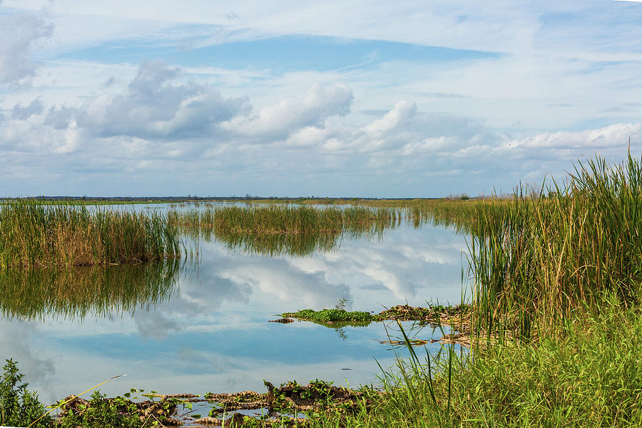 Apopka Landscape in Florida Photograph by Terri Morris - Fine Art America