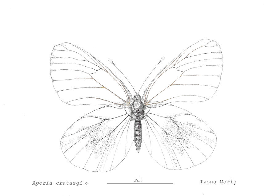 Aporia crataegi butterfly by Ivona Maris - Drawings - Fine Art America