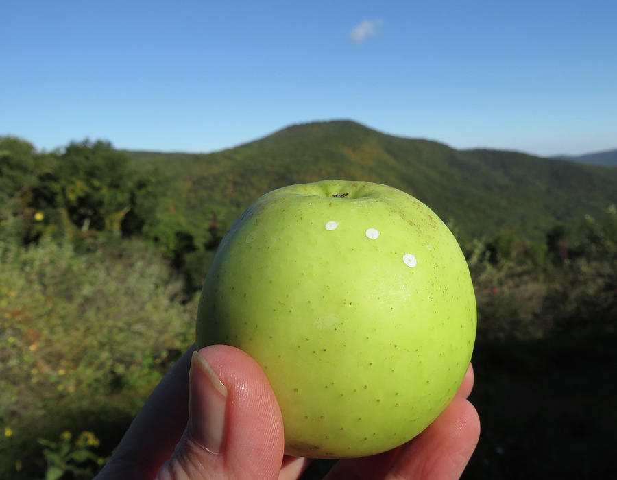 Appalachian Apple Photograph by Joshua Bales