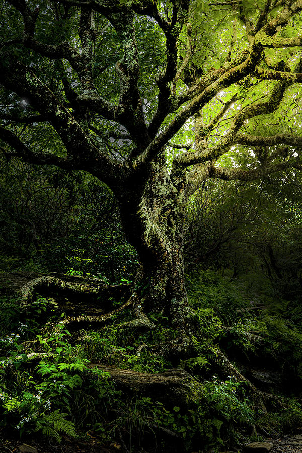 Appalachian Enchanted Tree Photograph by Theresa D Williams