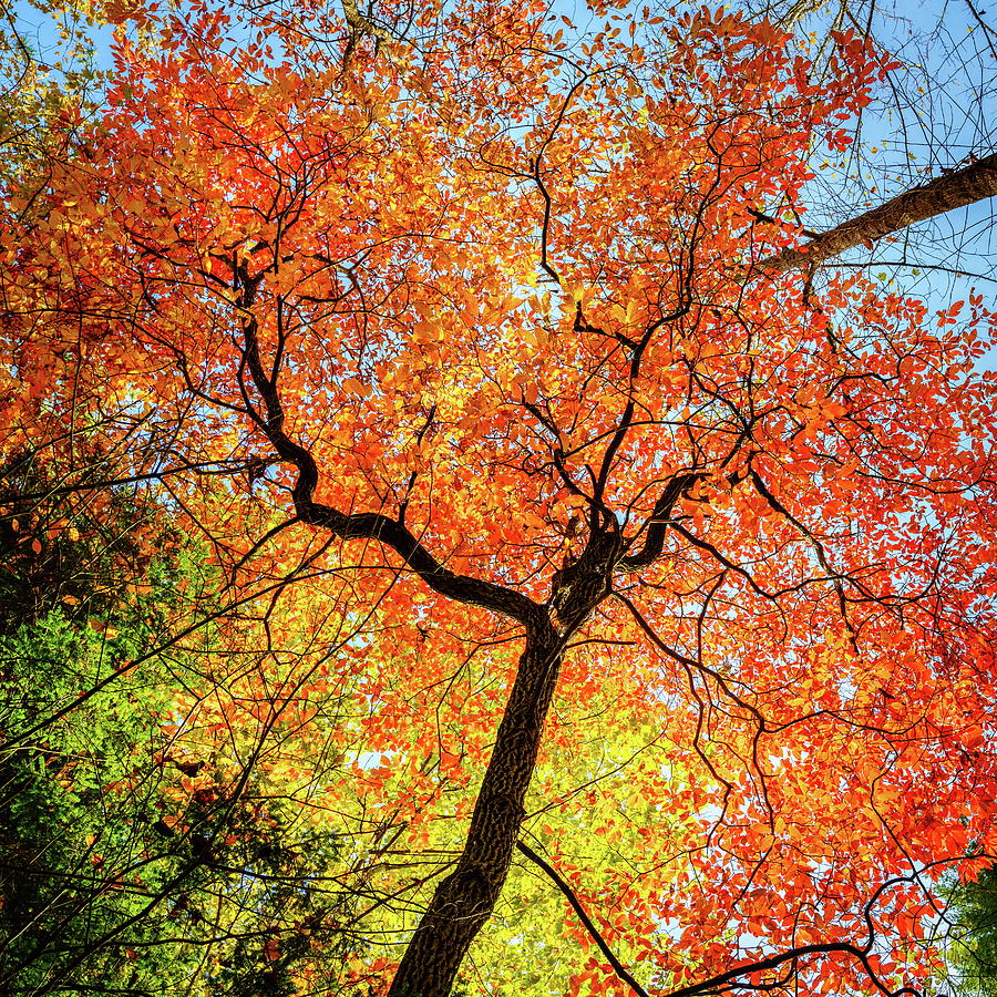 Appalachian foliage Photograph by Alexey Stiop