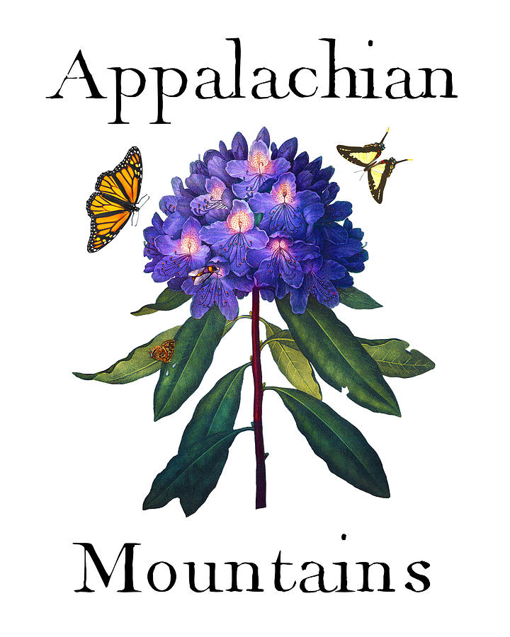 Appalachian Mountains, Antique Blue Rhododendron with Butterflies, Sharp PNG Painting by Kathy Anselmo