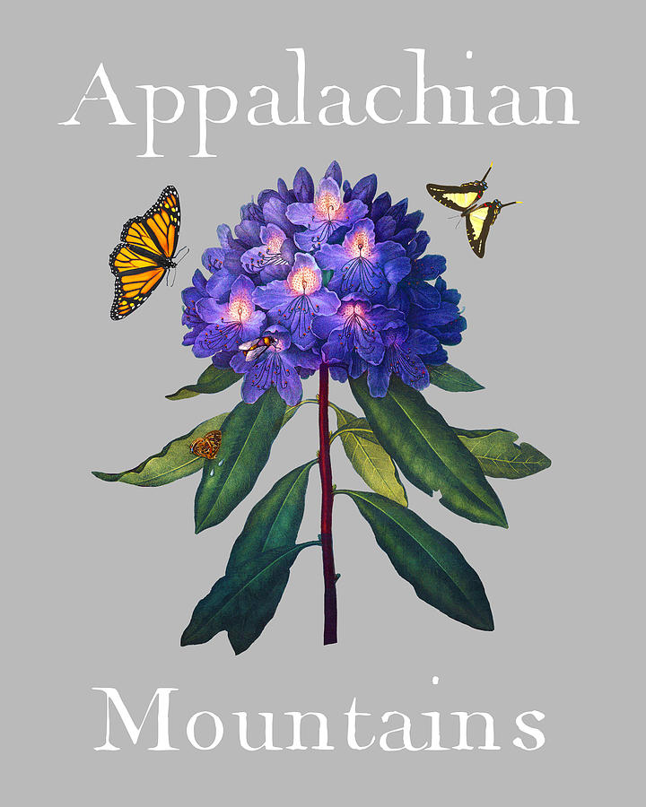 Appalachian Mountains, Antique Blue Rhododendron with Butterflies, white text, sharp PNG Painting by Kathy Anselmo