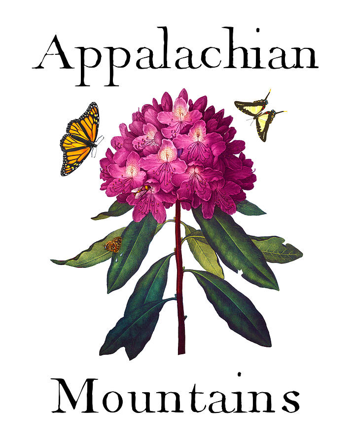 Appalachian Mountains, Antique Pink Rhododendron with Butterflies, Sharp PNG Painting by Kathy Anselmo