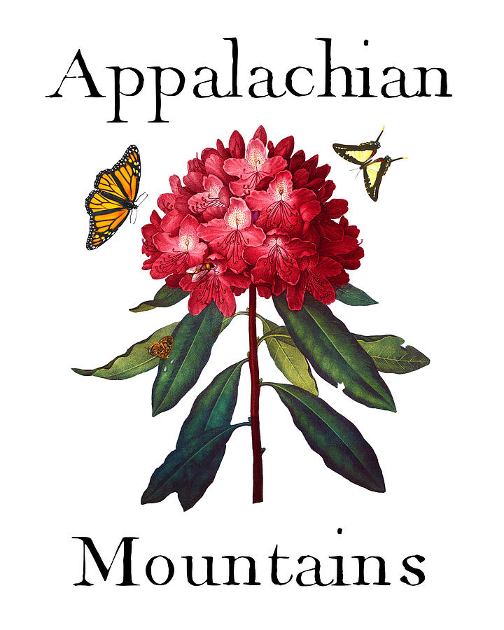 Appalachian Mountains, Antique Red Rhododendron with Butterflies, Sharp PNG Painting by Kathy Anselmo