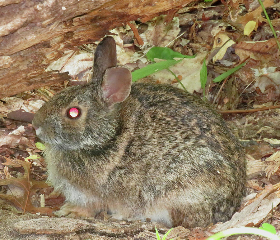 Appalachian Rabbit Photograph by Joshua Bales