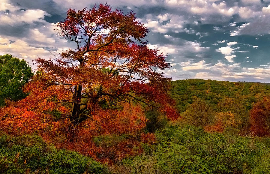Appalachian Red Tree Photograph by Norma Brandsberg