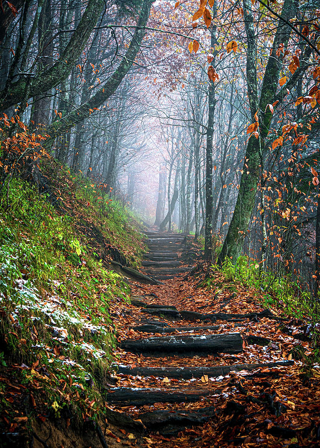 Appalachian Trail TN NC Great Smoky Mountain Traces Photograph by Robert Stephens