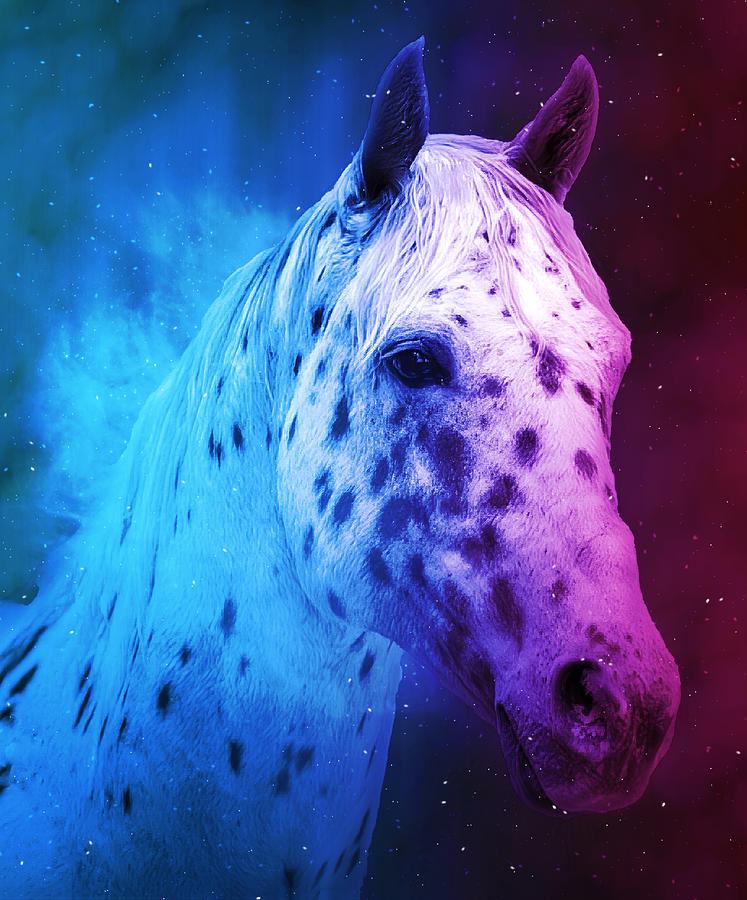 Appaloosa horse close up portrait in blue and violet Digital Art by Nicko Prints