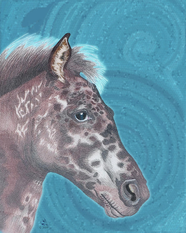 Appaloosa Horse Portrait Drawing by Equus Artisan