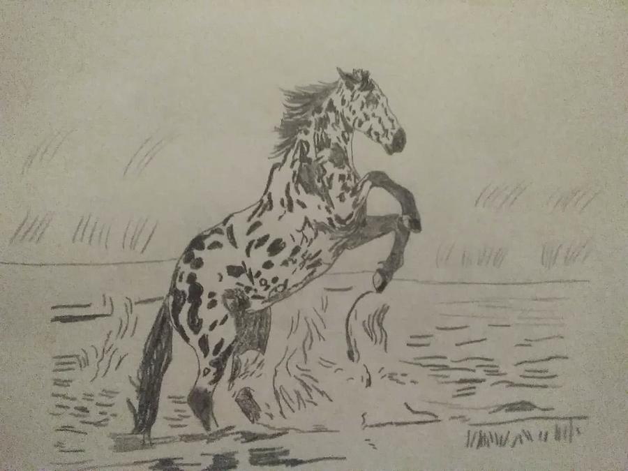 Appaloosa Horse Rearing | Art Board Print