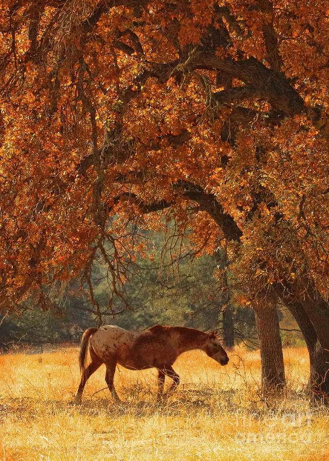 Appaloosa Horse with Autumn Oak Trees Photograph by Stephanie Laird