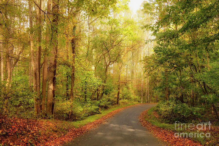 Appalachian Backroads in Autumn Photograph by Shelia Hunt