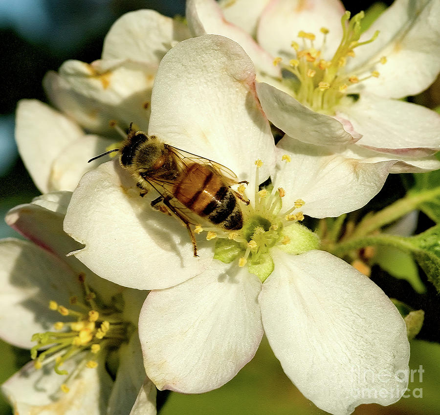 Apple Blooms and Bees Photograph by Mae Wertz