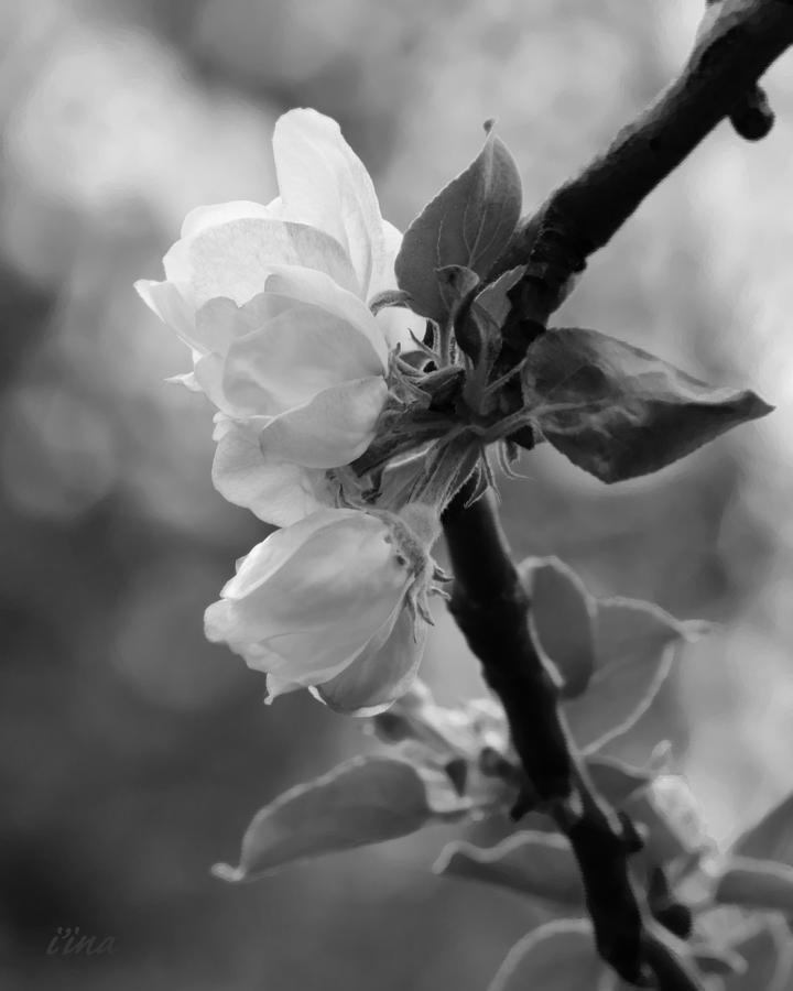 Apple Blooms Photograph by Iina Van Lawick
