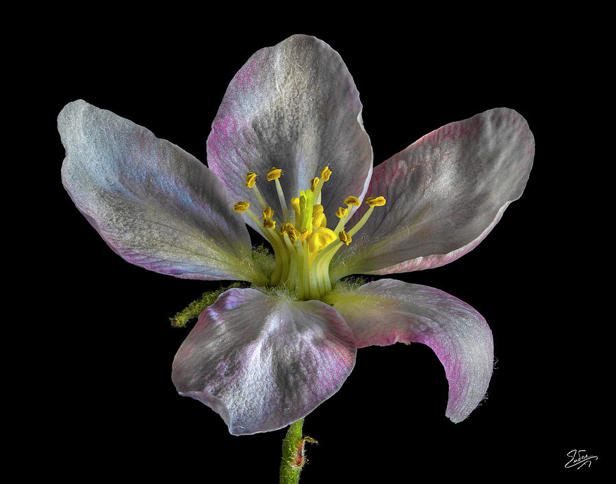 Apple Blossom 1 Photograph by Endre Balogh