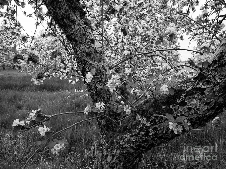 Apple Blossom 2 Photograph by Christopher Wentworth Apple Blossom 2 Photograph by Christopher Wentworth