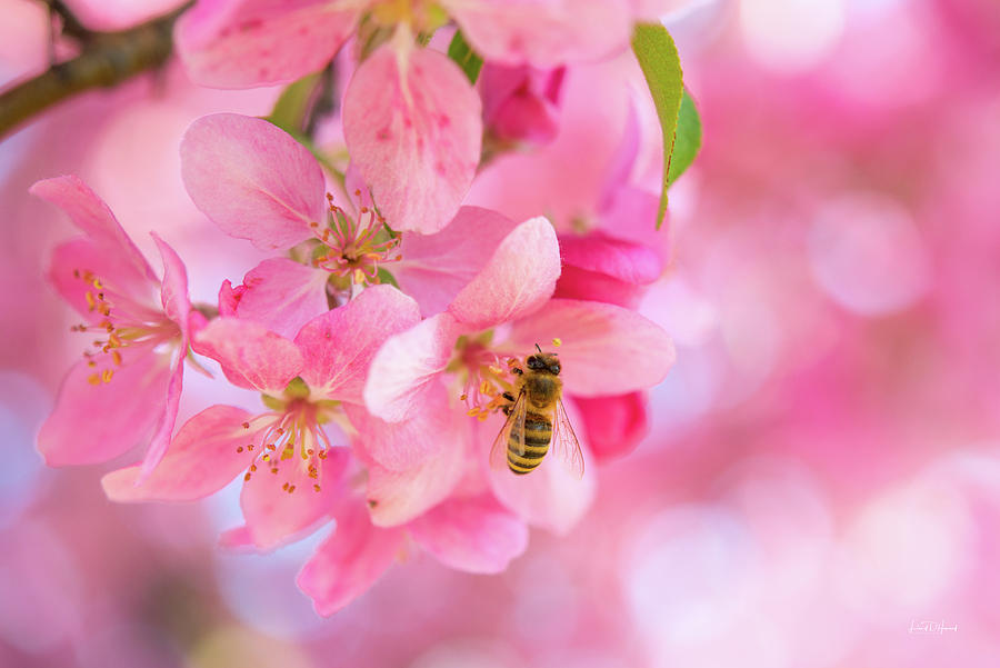 Flower Photograph - Apple Blossom 2 by Leland D Howard