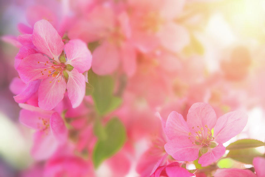 Apple Blossom 4 Photograph by Leland D Howard