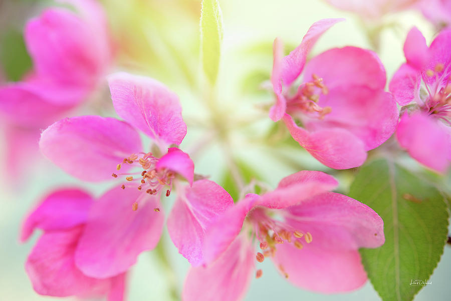 Apple Blossom 6 Photograph by Leland D Howard