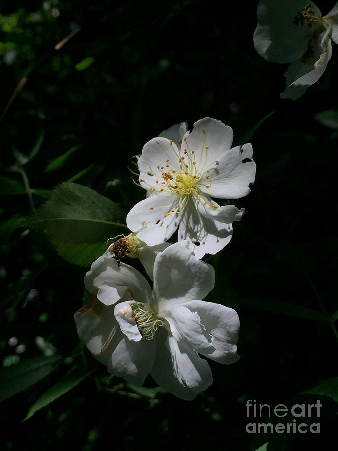 Apple Blossom Photograph by Albert Massimi