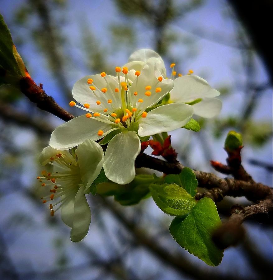 Apple Blossom Photograph by Amanda Rae